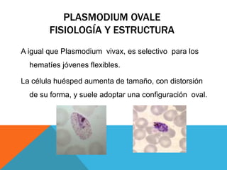 PLASMODIUM OVALE
FISIOLOGÍA Y ESTRUCTURA
A igual que Plasmodium vivax, es selectivo para los
hematíes jóvenes flexibles.
La célula huésped aumenta de tamaño, con distorsión
de su forma, y suele adoptar una configuración oval.
 