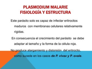 PLASMODIUM MALARIE
FISIOLOGÍA Y ESTRUCTURA
Este parásito solo es capaz de infectar eritrocitos
maduros con membranas celulares relativamente
rígidas.
En consecuencia el crecimiento del parásito se debe
adaptar al tamaño y la forma de la célula roja.
No produce alargamiento y distorsión del eritrocito,
como sucede en los casos de P. vivax y P. ovale.
 