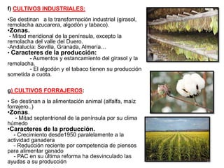 f) CULTIVOS INDUSTRIALES:
•Se destinan a la transformación industrial (girasol,
remolacha azucarera, algodón y tabaco).
•Z...