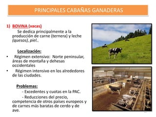 1) BOVINA (vacas)
Se dedica principalmente a la
producción de carne (ternera) y leche
(quesos), piel..
Localización:
• Rég...