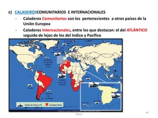 c) CALADEROSCOMUNITARIOS E INTERNACIONALES
- Caladeros Comunitarios son los pertenecientes a otros países de la
Unión Euro...