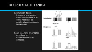 Estimulación de alta
frecuencia que genera
salida masiva de de acetil
colina hasta que se
equilibra la producción con
la liberación.
Es un fenómeno presináptico
modulable por
funcionamiento pos-
sináptico.
RESPUESTA TETANICA
 