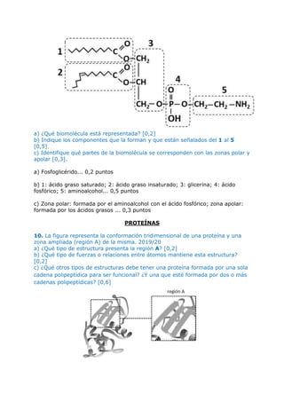 a) ¿Qué biomolécula está representada? [0,2]
b) Indique los componentes que la forman y que están señalados del 1 al 5
[0,5].
c) Identifique qué partes de la biomolécula se corresponden con las zonas polar y
apolar [0,3].
a) Fosfoglicérido... 0,2 puntos
b) 1: ácido graso saturado; 2: ácido graso insaturado; 3: glicerina; 4: ácido
fosfórico; 5: aminoalcohol... 0,5 puntos
c) Zona polar: formada por el aminoalcohol con el ácido fosfórico; zona apolar:
formada por los ácidos grasos ... 0,3 puntos
PROTEÍNAS
10. La figura representa la conformación tridimensional de una proteína y una
zona ampliada (región A) de la misma. 2019/20
a) ¿Qué tipo de estructura presenta la región A? [0,2]
b) ¿Qué tipo de fuerzas o relaciones entre átomos mantiene esta estructura?
[0,2]
c) ¿Qué otros tipos de estructuras debe tener una proteína formada por una sola
cadena polipeptídica para ser funcional? ¿Y una que esté formada por dos o más
cadenas polipeptídicas? [0,6]
 
