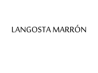 LANGOSTA MARRÓN
 