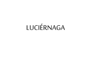 LUCIÉRNAGA
 