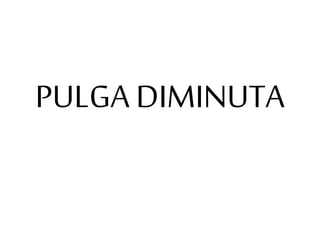 PULGA DIMINUTA
 