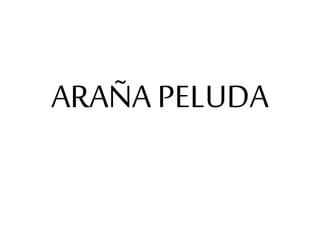 ARAÑA PELUDA
 
