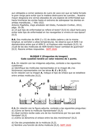 aun obligados a comer pedazos de cuero de vaca con que se había forrado
la gran verga para evitar que la madera destruyera las cuerdas... Nuestra
mayor desgracia era vernos atacados de una especie de enfermedad que
hacía hincharse las encías hasta el extremo de sobrepasar los dientes en
ambas mandíbulas...” Año 1522.
Antonio Pigafetta, Viaje alrededor del Globo, Fundación Civiltier, 2012,
págs. 35-36.
a) ¿A qué tipo de enfermedad se refiere el texto? [0,5] b) ¿Qué haría para
evitar este tipo de enfermedad en los navegantes si viviera en esa época?
[0,5]
B.6. Dos moléculas de ADN (I y II) de doble cadena y de la misma
longitud, se someten a altas temperaturas. Se observa que el ADN I se
desnaturaliza antes que el ADN II. a) Explique este resultado [0,5]. b)
¿Cuál de las dos moléculas de ADN tendrá mayor cantidad de guaninas?
[0,5]. Razone ambas respuestas. SEPT 2020
BLOQUE C (Preguntas de imagen)
Cada cuestión tendrá un valor máximo de 1 punto.
C.1. En relación con las imágenes adjuntas, conteste a las siguientes
cuestiones:
a) Identifique las moléculas representadas en la imagen A y los
fenómenos representados con las letras B, C y D [0,8].
b) En relación con la imagen A, indique el tipo de enlace que se establece
entre ambas moléculas [0,2].
C.2. En relación con la figura adjunta, conteste a las siguientes preguntas:
a) ¿Cómo se llama la molécula representada? [0,2]
b) ¿Qué nombre recibe cada uno de los monómeros por los que está
formada? [0,2]
c) ¿Cómo se denomina el enlace entre los dos monómeros? [0,2]
d) Cite dos propiedades de la molécula [0,2].
e) Nombre una función de dicha molécula [0,2]. SEPT 2020
 