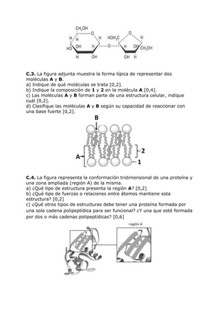C.3. La figura adjunta muestra la forma típica de representar dos
moléculas A y B.
a) Indique de qué moléculas se trata [0,2].
b) Indique la composición de 1 y 2 en la molécula A [0,4].
c) Las moléculas A y B forman parte de una estructura celular, indique
cuál [0,2].
d) Clasifique las moléculas A y B según su capacidad de reaccionar con
una base fuerte [0,2].
C.4. La figura representa la conformación tridimensional de una proteína y
una zona ampliada (región A) de la misma.
a) ¿Qué tipo de estructura presenta la región A? [0,2]
b) ¿Qué tipo de fuerzas o relaciones entre átomos mantiene esta
estructura? [0,2]
c) ¿Qué otros tipos de estructuras debe tener una proteína formada por
una sola cadena polipeptídica para ser funcional? ¿Y una que esté formada
por dos o más cadenas polipeptídicas? [0,6]
 