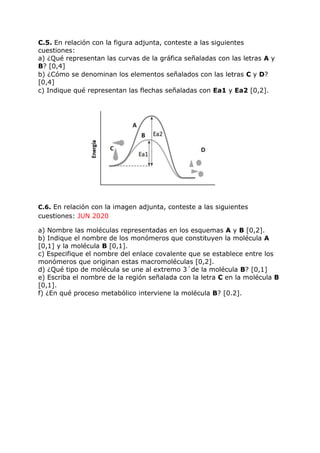 C.5. En relación con la figura adjunta, conteste a las siguientes
cuestiones:
a) ¿Qué representan las curvas de la gráfica señaladas con las letras A y
B? [0,4]
b) ¿Cómo se denominan los elementos señalados con las letras C y D?
[0,4]
c) Indique qué representan las flechas señaladas con Ea1 y Ea2 [0,2].
C.6. En relación con la imagen adjunta, conteste a las siguientes
cuestiones: JUN 2020
a) Nombre las moléculas representadas en los esquemas A y B [0,2].
b) Indique el nombre de los monómeros que constituyen la molécula A
[0,1] y la molécula B [0,1].
c) Especifique el nombre del enlace covalente que se establece entre los
monómeros que originan estas macromoléculas [0,2].
d) ¿Qué tipo de molécula se une al extremo 3´de la molécula B? [0,1]
e) Escriba el nombre de la región señalada con la letra C en la molécula B
[0,1].
f) ¿En qué proceso metabólico interviene la molécula B? [0.2].
 