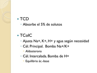 —  TCD
◦  Absorbe el 5% de solutos
—  TColC
◦  Ajusta Na+, K+, H+ y agua según necesidad
◦  Cél. Principal. Bomba Na+/K+
–  Aldosterona
◦  Cél. Intercalada. Bomba de H+
–  Equilibrio ác.-base
 
