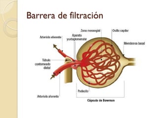 Barrera de filtración
 