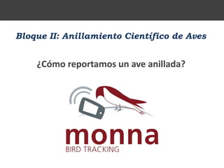 Bloque II: Anillamiento Científico de Aves
¿Cómo reportamos un ave anillada?
 