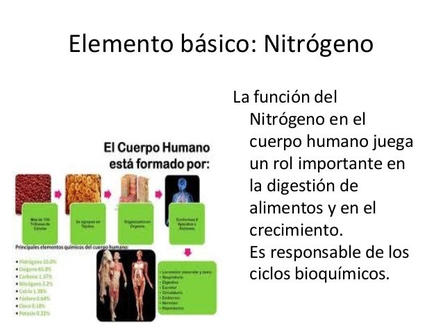 Funcion Del Nitrogeno En El Cuerpo