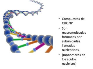 • Compuestos de
CHONP
• Son
macromoléculas
formadas por
subunidades
llamadas
nucleótidos.
• (monómeros de
los ácidos
nucleicos)
 