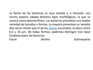 La forma de las bacterias es muy variada y, a menudo, una
misma especie adopta distintos tipos morfológicos, lo que se
conoce como pleomorfismo. Las bacterias presentan una amplia
variedad de tamaños y formas. La mayoría presentan un tamaño
diez veces menor que el de las células eucariotas, es decir, entre
0,2 y 10 µm. De todas formas, podemos distinguir tres tipos
fundamentales de bacterias:
Cocos Bacilos Espiroquetas
 