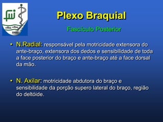 Plexo Braquial
                       Fascículo Posterior

• N.Radial: responsável pela motricidade extensora do
  ante-braço, extensora dos dedos e sensibilidade de toda
  a face posterior do braço e ante-braço até a face dorsal
  da mão.


• N. Axilar: motricidade abdutora do braço e
  sensibilidade da porção supero lateral do braço, região
  do deltóide.
 