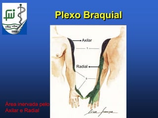 Plexo Braquial

                            Axilar




                         Radial




Área inervada pelo
Axilar e Radial
 