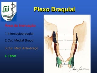 Plexo Braquial

Área de Inervação

1.Intercostobraquial

2.Cut. Medial Braço

3.Cut. Med. Ante-braço

4. Ulnar
 