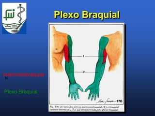 Plexo Braquial




Intercostobraquial
N


Plexo Braquial
 