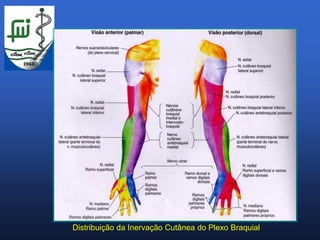 Distribuição da Inervação Cutânea do Plexo Braquial
 