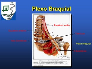 Plexo Braquial

                           Escaleno medio

Escaleno anterior
                                             Clavícula


  Veia Subclávea
                                              Plexo braquial


                                            A.Subclávea
 