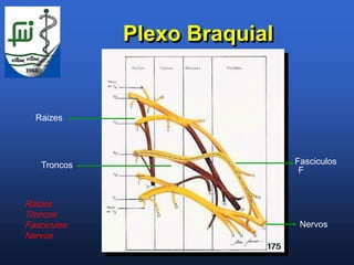 Plexo Braquial


  Raizes




    Troncos                    Fasciculos
                                F


Raizes
Troncos
Fasciculos                      Nervos
Nervos
 