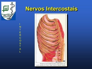 Nervos Intercostais

I
N
T
E
R
C
O
S
T
A
L
 