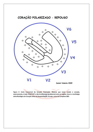 Figura 4- Corte transversal do Coração Polarizado. Observe que nesse estado o coração,
externamente, é todo ‘POSITIVO’ e não há diferença de potencial entre as regiões. Essa é a morfologia
eletrofisiológica do Coração antes da Despolarização, ou seja, antes do Complexo QRS.
 