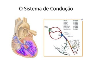 O Sistema de Condução
 
