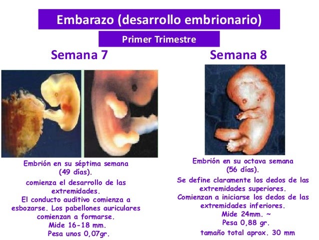 Bloque I Tercera Parte Desarrollo Embrionario Parto Y