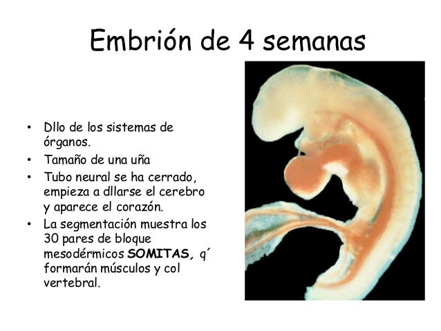 Bloque i tercera parte desarrollo embrionario, parto y embarazo 2017 Bloque i tercera parte desarrollo embrionario, parto y embarazo 2017