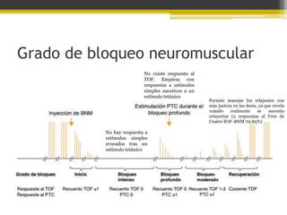 Grado de bloqueo neuromuscular 
No existe respuesta al 
TOF. Empieza con 
respuestas a estímulos 
simples sucesivos a un 
estímulo tetánico 
No hay respuesta a 
estímulos simples 
evocados tras un 
estímulo tetánico 
Permite manejar los relajantes con 
más justeza en las dosis, ya que revela 
cuándo realmente se necesita 
reinyectar (2 respuestas al Tren de 
Cuatro –TOF–BNM 70-85%) 
 