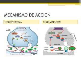 MECANISMO DE ACCION 
NEOSTIGMINA SUGAMMADEX 
 