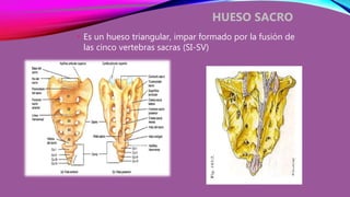 • Es un hueso triangular, impar formado por la fusión de
las cinco vertebras sacras (SI-SV)
HUESO SACRO
 