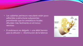 • Las cubiertas perineuro-vasculares están poco
adheridas a estructuras subyacentes
permitiendo que los anestésicos locales
difundan más fácilmente en el tronco
nervioso.
• El endoneuro es delgado = una débil barrera
para la difusión = Disminución de la latencia
 