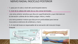 NERVIO RADIAL FASCÍCULO POSTERIOR
• 1.-pasa por el codo a nivel del canal bicipital externo
• 2.-nivel de la cabeza del radio da sus dos ramas terminales:
• una rama anterior sensitiva que discurre superficialmente y que interviene en
la inervación cutánea de los dedos pulgar, índice y medio
• una rama posterior motora que discurre en profundidad para inervar
musculatura extensora de antebrazo y mano.
• 3.-A nivel del brazo es responsable de la inervación del músculo tríceps
braquial.
 