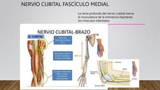 NERVIO CUBITAL FASCÍCULO MEDIAL
La rama profunda del nervio cubital inerva
la musculatura de la eminencia hipotenar,
los músculos interóseos
 