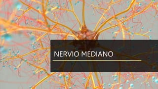 NERVIO MEDIANO
 