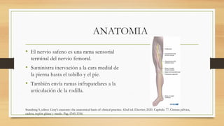BLOQUEO DEL CANAL DE LOS ADUCTORES exposicion | PPTX