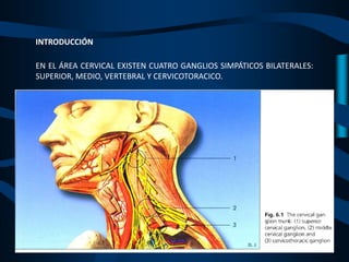 INTRODUCCIÓN
EN EL ÁREA CERVICAL EXISTEN CUATRO GANGLIOS SIMPÁTICOS BILATERALES:
SUPERIOR, MEDIO, VERTEBRAL Y CERVICOTORACICO.
 