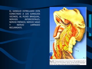 EL GANGLIO ESTRELLADO ESTA
CONECTADO A LOS GANGLIOS
VECINOS, AL PLEXO BRAQUIAL,
NERVIOS INTERCOSTALES,
NERVIO FRÉNICO, NERVIO VAGO
Y NERVIO LARÍNGEO
RECURRENTE.
 