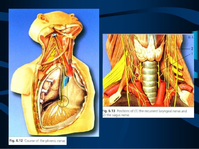 Bloqueo ganglio estrellado