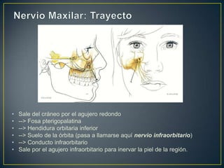 • Sale del cráneo por el agujero redondo
• --> Fosa pterigopalatina
• --> Hendidura orbitaria inferior
• --> Suelo de la órbita (pasa a llamarse aquí nervio infraorbitario)
• --> Conducto infraorbitario
• Sale por el agujero infraorbitario para inervar la piel de la región.
 