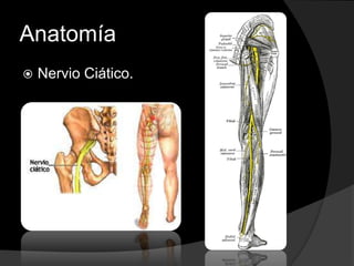 Anatomía


Nervio Ciático.

 