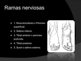 Ramas nerviosas


1. Musculocutáneo o Peroneo
superficial.



2. Safeno interno.



3. Tibial anterior o peroneo
profundo.



4. Tibial posterior.



5. Sural o safeno externo.

 