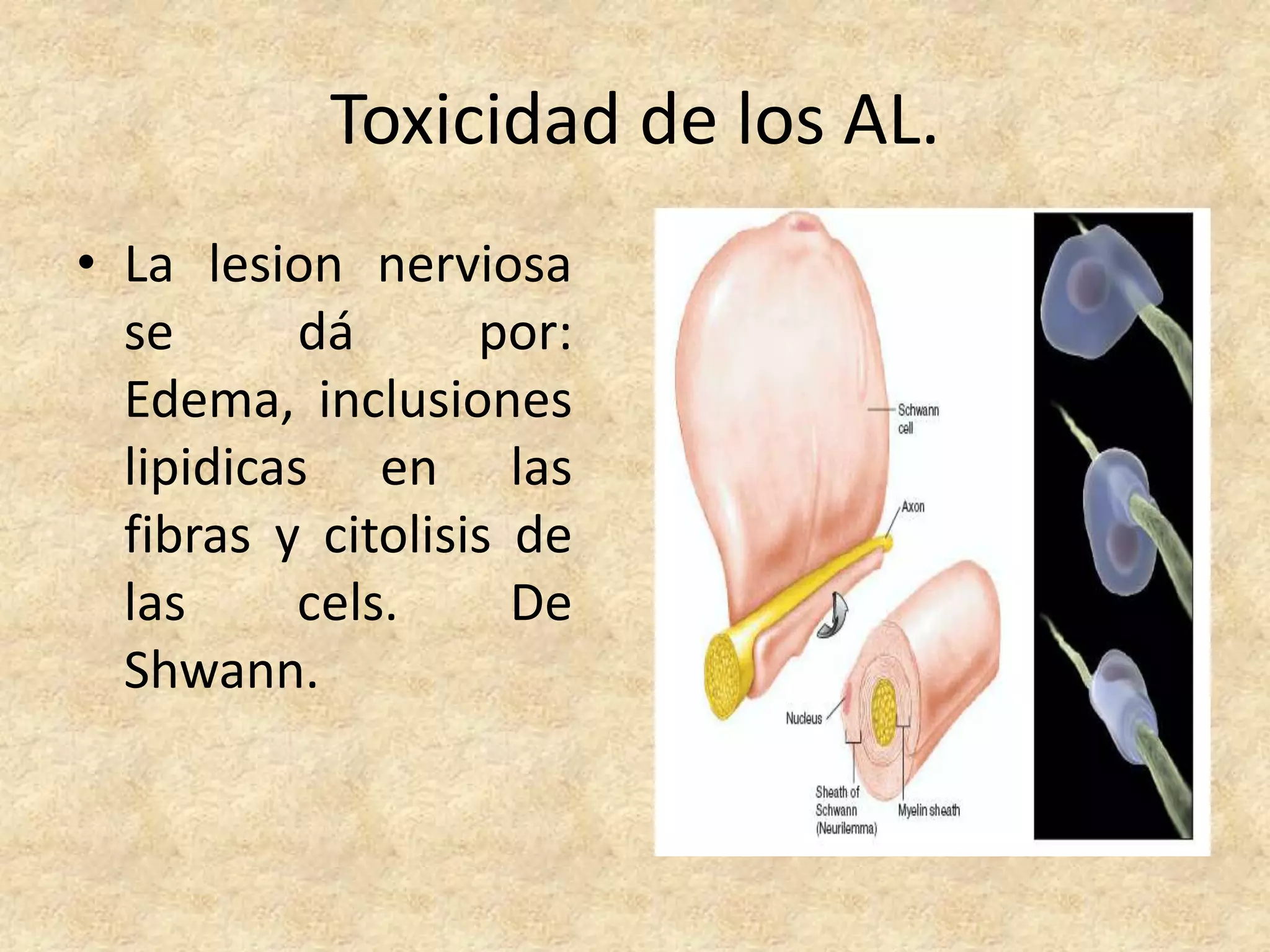 Toxicidad de los AL.
• La lesion nerviosa
  se       dá      por:
  Edema, inclusiones
  lipidicas en las
  fibras y citolisis de
  las      cels.     De
  Shwann.
 