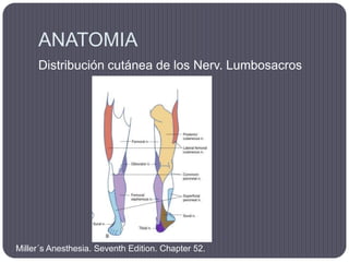 ANATOMIA
     Distribución cutánea de los Nerv. Lumbosacros




Miller´s Anesthesia. Seventh Edition. Chapter 52.
 