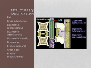 ESTRUCTURAS QUE SE ATRAVIESAN CON UNA
ANESTESIA ESPINAL VIA DE ACCESO MEDIAL
• Piel
• Grasa subcutanea
• Ligamento
supraespinoso
• Ligamento
interespinoso
• Ligamento amarillo
• Duramadre
• Espacio subdural
• Aracnoides
• Espacio
subaracnoideo
 