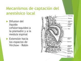 Mecanismos de captación del 
anestésico local 
 Difusion del 
liquido 
cefalorraquideo a 
la piamadre y a la 
medula espinal 
 Extension hacia 
los espacios de 
Virchow – Robin 
 